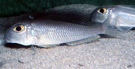 sima fish|Xenotilapia sima : fisheries, aquarium .